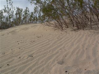 Sand Dunes