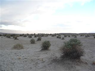 Devils Cornfield