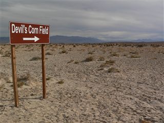 Devils Cornfield